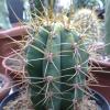 Vai alla scheda di Trichocereus terscheckii