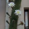 Vai alla scheda di Trichocereus terscheckii x pasacana