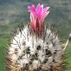Vai alla scheda di Turbinicarpus beguinii v. senilis