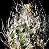 Vai alla scheda di Turbinicarpus dickisoniae