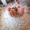 Vai alla scheda di Turbinicarpus mandragora ssp. subterraneus