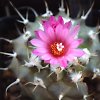 Vai alla scheda di Turbinicarpus roseiflorus