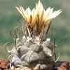 Vai alla scheda di Turbinicarpus schmiedickeanus ssp. klinkerianus cv. el huizache