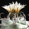 Vai alla scheda di Turbinicarpus schmiedickeanus ssp. klinkerianus cv. lilinkeuiduus