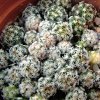 Vai alla scheda di Turbinicarpus alonsoi