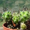 Vai alla scheda di Turbinicarpus bonatzii