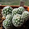 Vai alla scheda di Turbinicarpus dickinsoniae