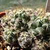 Vai alla scheda di Turbinicarpus laui