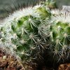 Vai alla scheda di Turbinicarpus viereckii