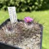 Vai alla scheda di Turbinicarpus viereckii ssp. reconditus