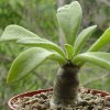 Vai alla scheda di Tylecodon paniculatus