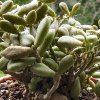 Vai alla scheda di Tylecodon schaeferianus