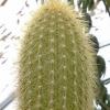 Vai alla scheda di Weberbauerocereus churinensis