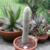 Vai alla scheda di Weberbauerocereus rauhii