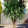 Vai alla scheda di Yucca elephantipes